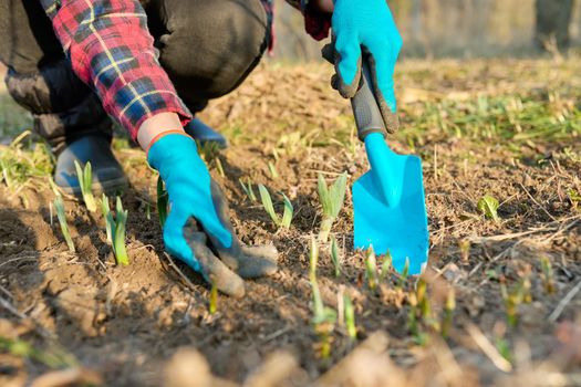 Seasonal spring garden work, woman's hands in gloves with garden tools with a shovel on a flower bed with sprouting flowers