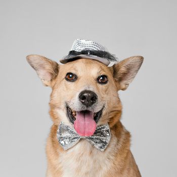 cute dog wearing hat bow tie. High resolution photo