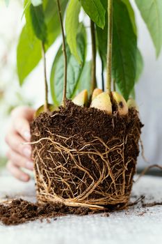 close up hand with roots soil. High resolution photo