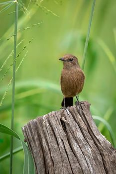 Image of Asian Brown Flycatcher (Muscicapa dauurica) on stump on nature background. Bird. Animals.