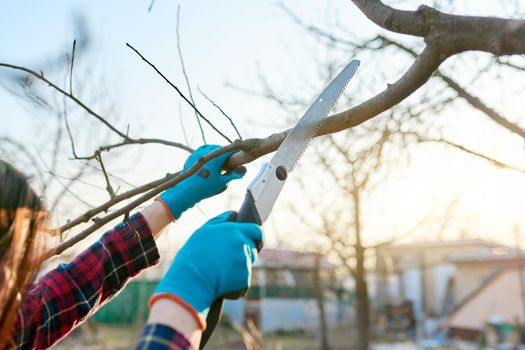 Close-up of a female gardener with a saw cutting off branches of fruit trees in the garden. Spring seasonal gardening, springtime