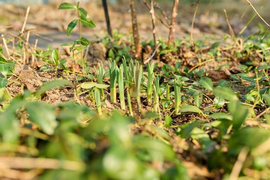 Early spring, sprouting flowers in a sunny flower bed in a backyard garden, springtime