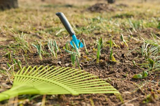 Spring seasonal gardening, rake cleaning close-up. Rake cleaning backyard flower bed with sprouting spring flowers