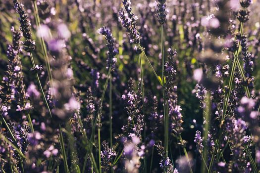 Beautiful Blooming Lavender Swaying In The Wind At Sunset. Lavender Purple Aromatic Flowers at Lavender Fields of the French Provence.