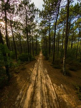 Pine trees forest view in Maceda, Ovar - Portugal.