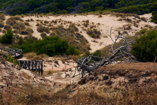 Path between the dunes and the vegetation. Pine wood posts fallen in the air, roots. Balearic Islands,