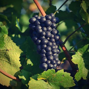 Grapes in the vineyard. Beautiful natural colorful background with wine. World-famous vineyards in South Moravia - Czech Republic - Europe.