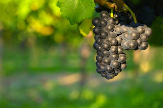 Grapes in the vineyard. Beautiful natural colorful background with wine. World-famous vineyards in South Moravia - Czech Republic - Europe.