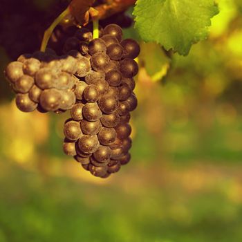 Grapes in the vineyard. Beautiful natural colorful background with wine. World-famous vineyards in South Moravia - Czech Republic - Europe.