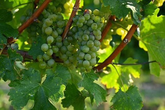Grapes in the vineyard. Beautiful natural colorful background with wine. World-famous vineyards in South Moravia - Czech Republic - Europe.