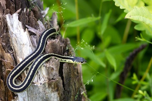 A common garter snake (Thamnophis sirtalis) has curved its body where it rests on top of a tree stump with cracked bark and wood at its top.