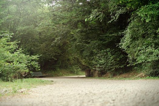 Green forest full of trees with a lonely bench on a background