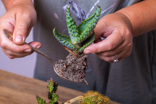 A woman transplants a cactus flower into a small figured flower pot. Floriculture, close-up.