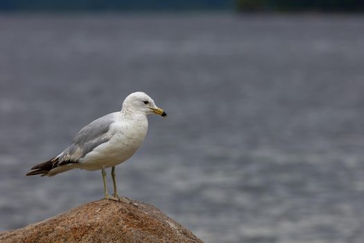 A white and grey ring-billed ring-billed gull (Larus delawarensis) is standing on a rock in front of a blurred river background.