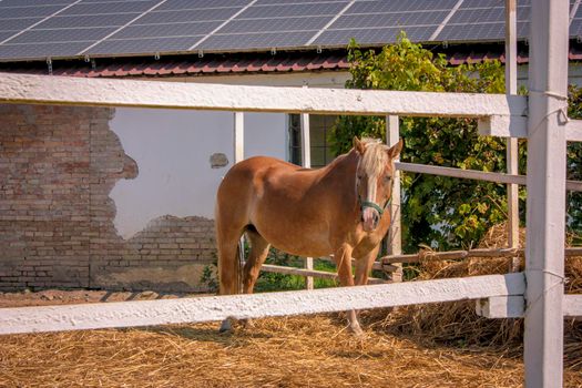 Donkey in the farm enclosure in summer time