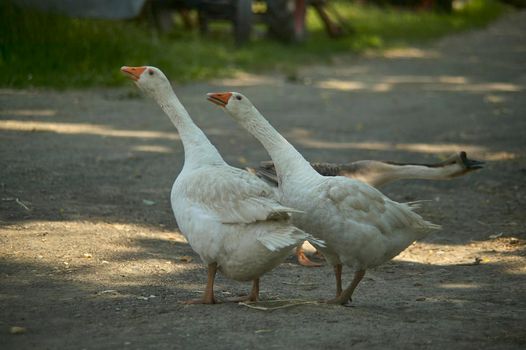 Detail of Geese on the farm with selective focus