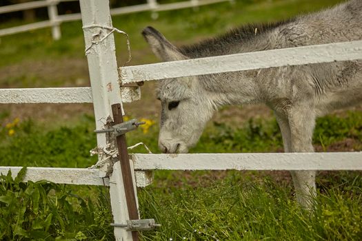 Donkey in the farm enclosure in summer time