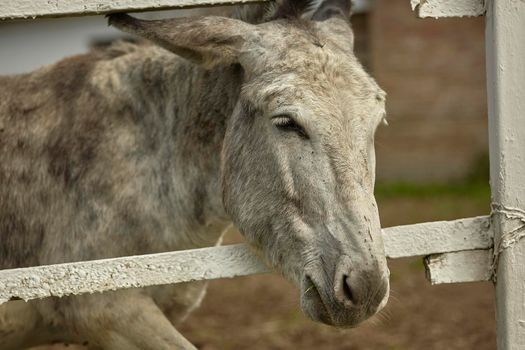 Donkey in the farm enclosure in summer time