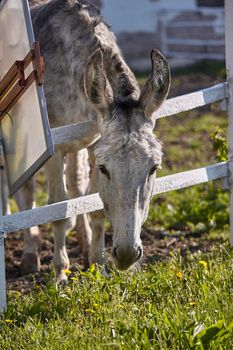 Donkey in the farm enclosure in summer time