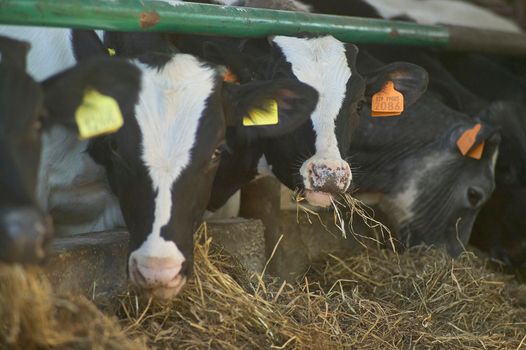 Detail of Cows in the herd in a farm