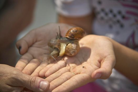 Macro shot of Snails in the hand