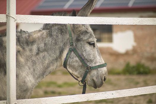 Donkey in the farm enclosure in summer time