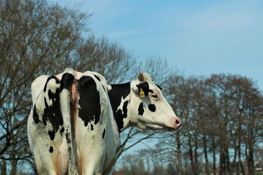 Black and white spotted cow on the meadow with trees in background