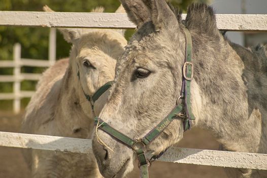 Donkey in the farm enclosure in summer time