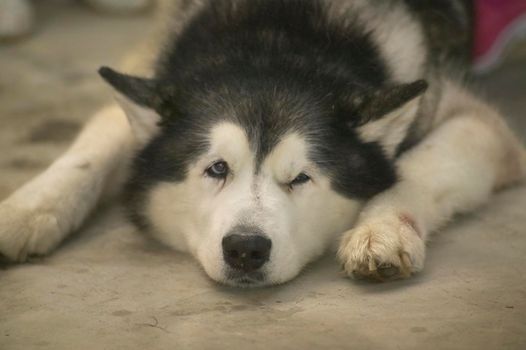 Dog sleeping with one eye closed and the other open