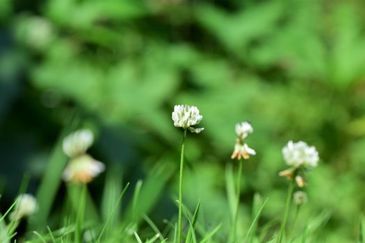 White clover blossoms against blurred green background