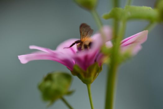 Bumble bee collects pollen in a purple striped mallow flower