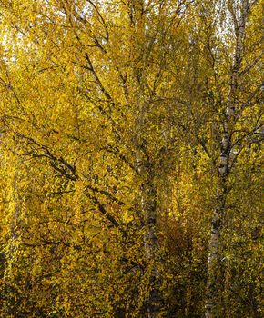 Bright yellow leaves on birch branches. Autumn background