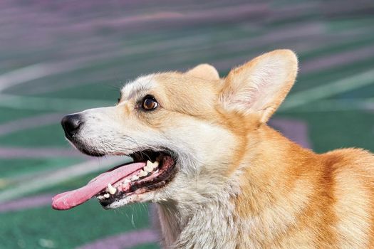 Corgi dog with open mouth and protruding pink tongue. Corgi dog head portrait