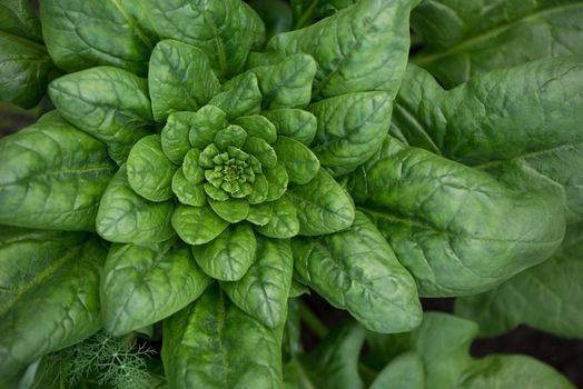 Fresh organic leaves of spinach in the garden