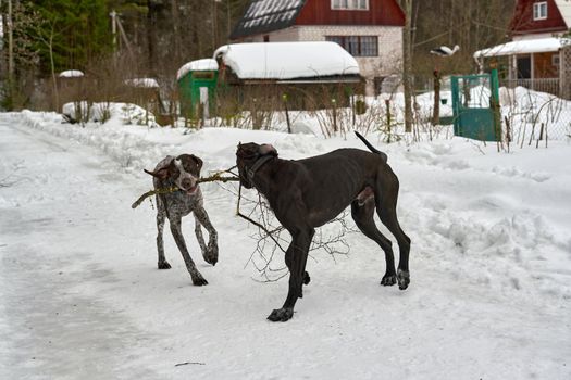 Two dogs play with a tree branch on a winter forest road. Dogs playing for a walk