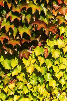 wild wine leaves in autumnal colors in backlit