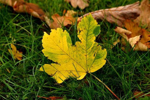 autumnal colored maple leaf on grass