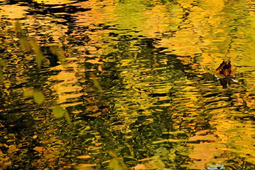 small river with beautiful mirrored colors of autumnal painted leaves