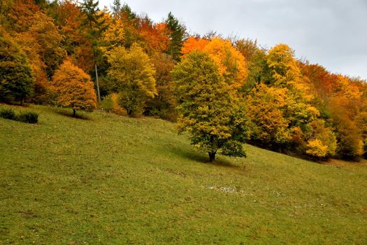 autumnal painted trees on a slope on a meadow