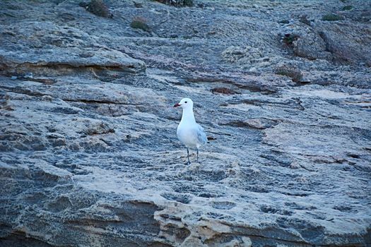 Solitary gull on the rocks. White, front view, profile view