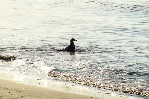 Seagull on the shore in the morning in Santa Pola, Alicante, Spain