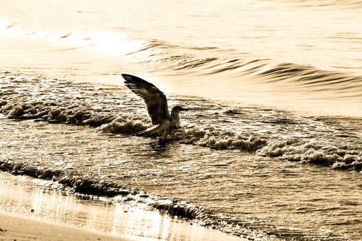 Seagull on the shore in the morning in Santa Pola, Alicante, Spain