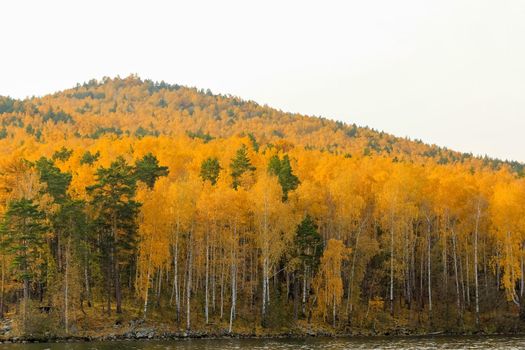 Yellow spruce trees on a mountainside near Lake Turgoyak. Golden autumn in the city of Miass in Russia.