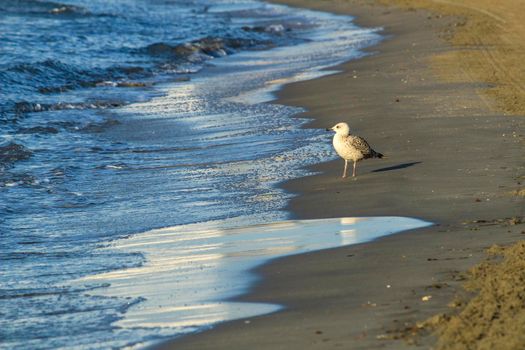 Seagull on the shore in the morning in Santa Pola, Alicante, Spain