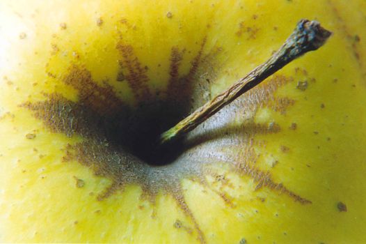 A close up of a green apple stalk with differential focus
