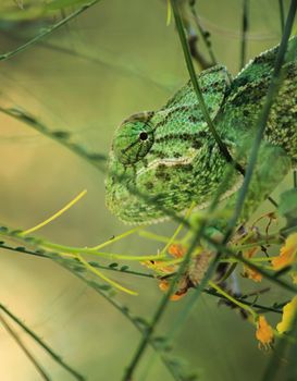 Beautiful chameleon on a branch under the winter sun