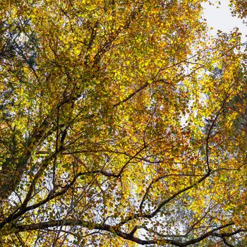 Bright yellow leaves on birch branches. Autumn background