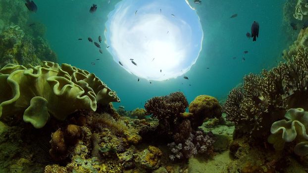 Tropical coral reef. Scene reef. Marine life sea world. Underwater fish reef marine. Philippines.
