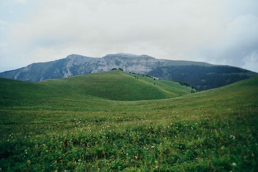 Field flowers mountains travel adventure nature. High quality photo