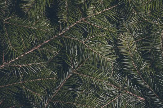 Fir tree branch background close up christmas design card toned image